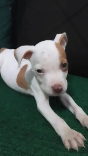 Filhotes de Pitbull