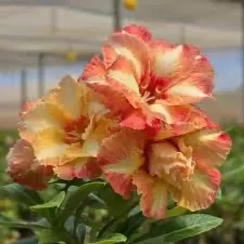 Rosa do deserto