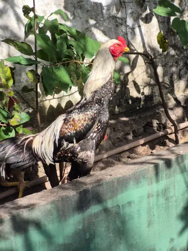 Casal de carica disponível