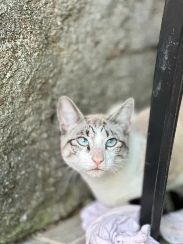 Doação gato