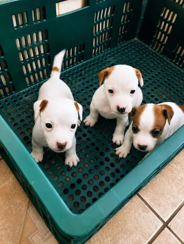 Jack Russell Terrier