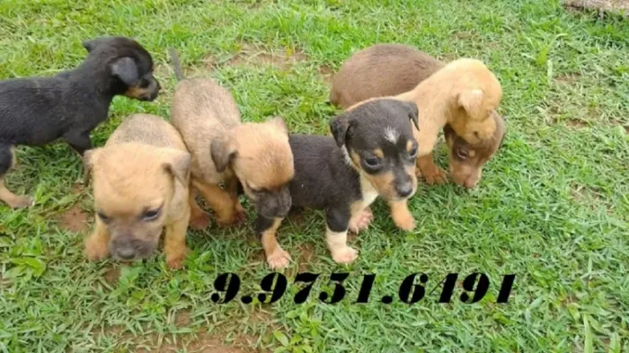 PINSCHER Transforme sua casa em um lar cheio de alegria com um dos nossos filhotes. - Cham
