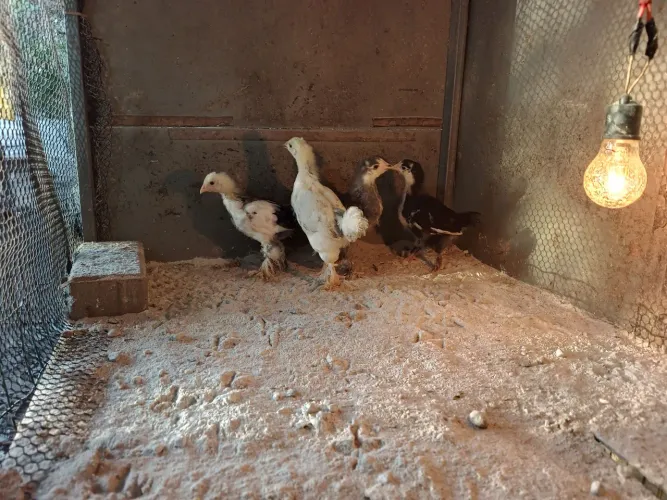 Vendo pinto Brahma