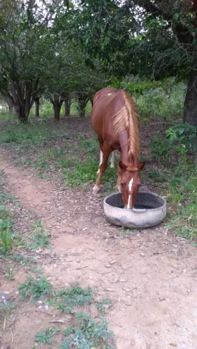 Cavalo Manga larga