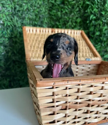 Dachshund perfeito
