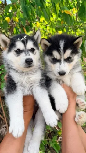 Husky siberiano fêmea e Marcho R$ 800