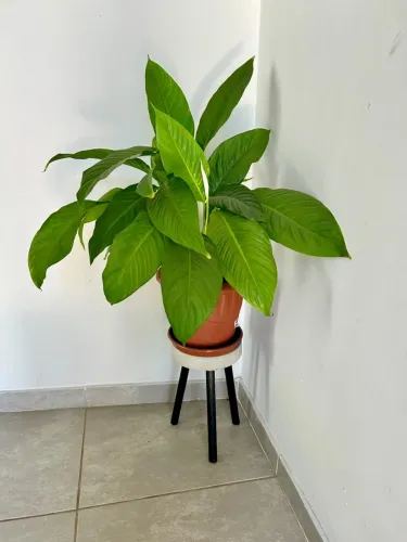 Vaso lírio da paz