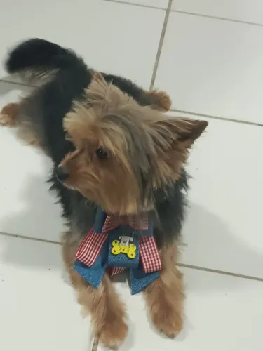 Yorkshire Micro/Pequeno - 4 Anos (Perfeita Saúde)