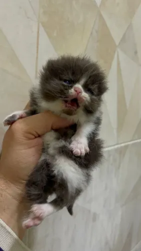 Lindos gatinhos da raça persa já disponíveis para reserva