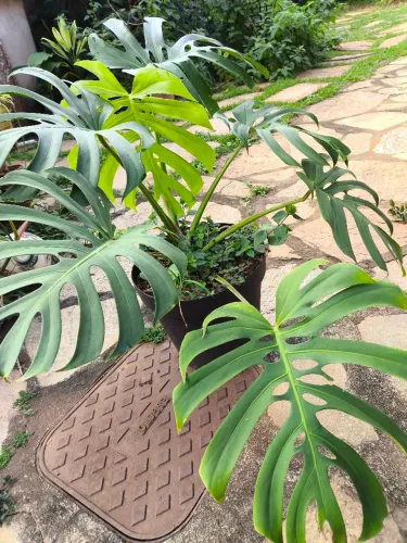 Muda de Planta Monstera Costela de Adao