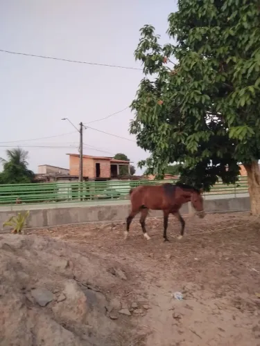 Cavalo