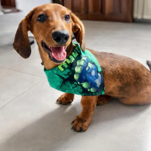 Macho daschshund