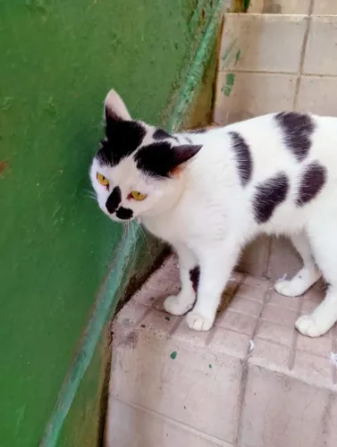 Doação de gata castrada