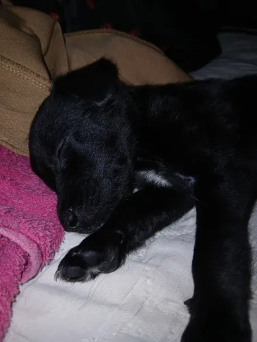 SRD preto macho 4 meses