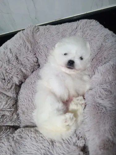 Spitz alemão anão macho 