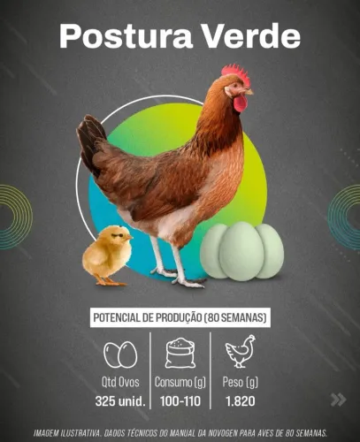 Pintinhos dePosturas Novogen coloridas
