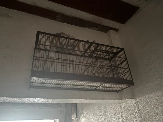 Voadores de 1m 20 e um de 80cm