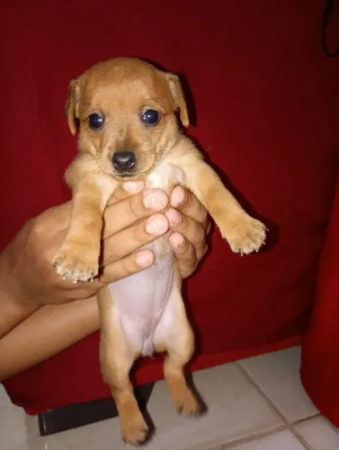 Pinscher n°1