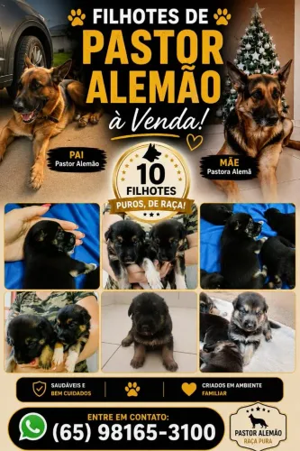 Filhotes de Pastor Alemão Capa Preta 