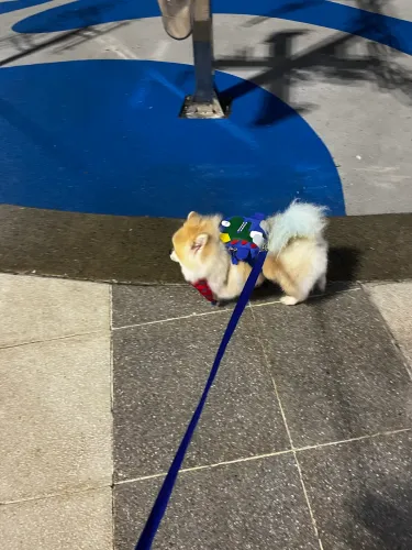 Lulu da pomerania