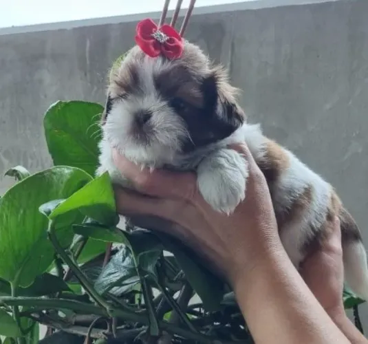 Shitzu porte pequeno Topzera