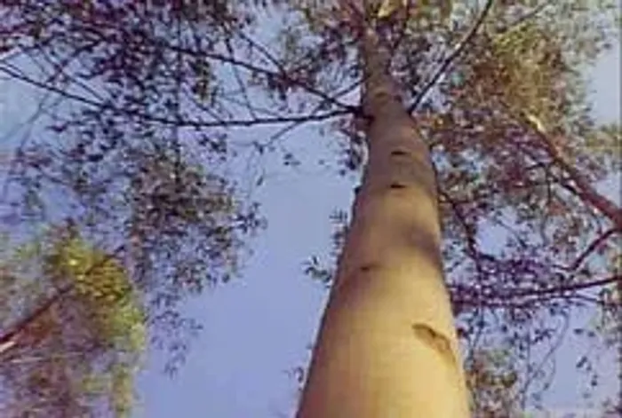 São Paulo, Fazenda 1.867há ou 771 alqueires, Floresta de Eucaliptos, árvores com mais de 3