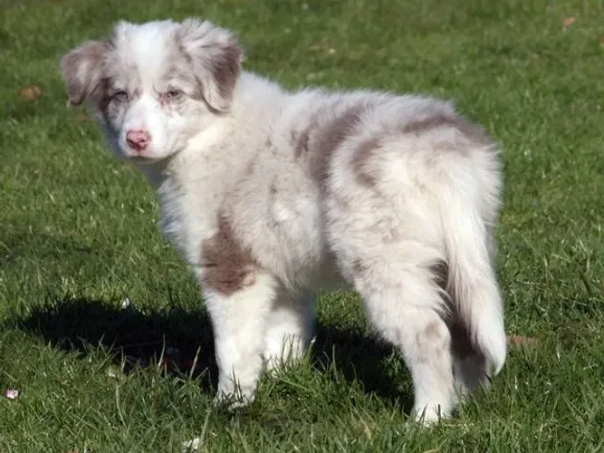 lindisseimos filhotes de border collie