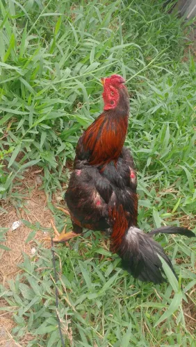 Galos indianos Aparti de 100