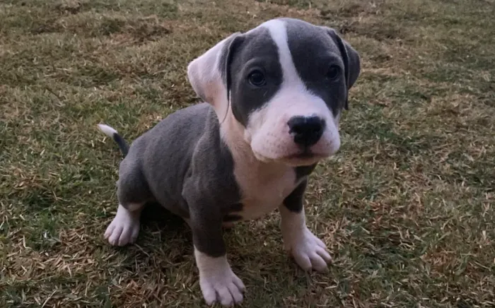 Filhotes de American Staffordshire blue