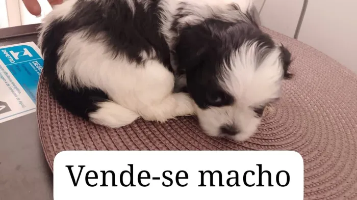 Filhotes de Shitzu 