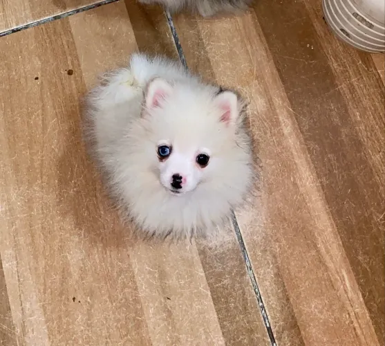 Lulu macho