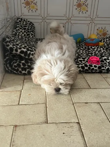 Filhote de Lhasa