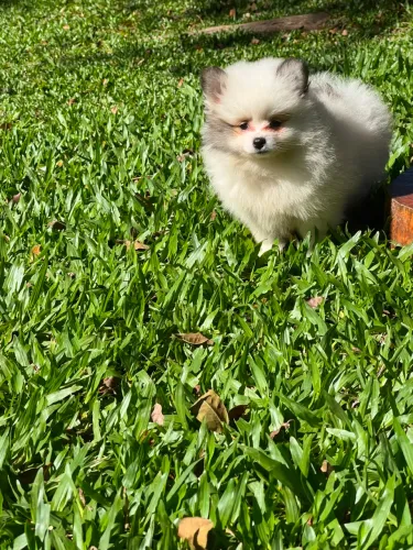 Spitz alemão Lulu da pomerania 