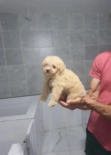 Cachorro ?  poodle