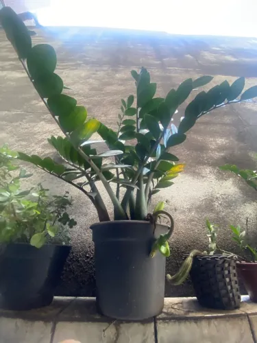 Zamiocuca planta