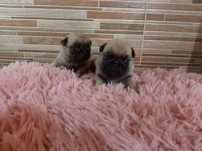 Pug,Pug Filhote Saudável Excelente Companhia