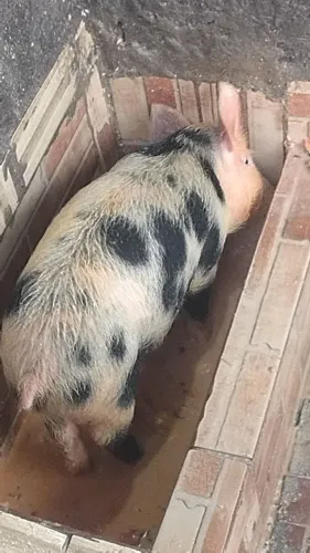 Vende-se suíno