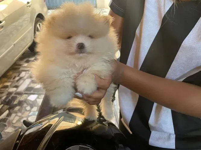 Spitz Lulu Anão Com Garantia e Pedigree!