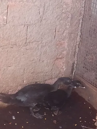 Troco casal de patos por galinhas ou outras aves 