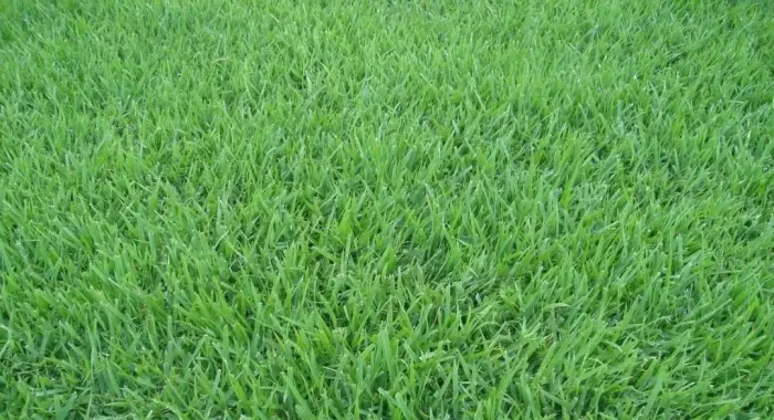 Vendo 34 M2 de Grama Esmeralda """"" Aceito Ofertas """"""