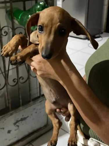 Filhote te Basset ( Dachshund)