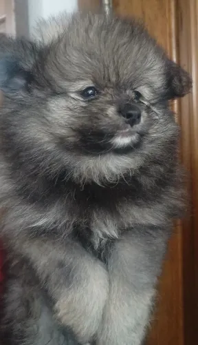 Filhote Macho Spitz alemão