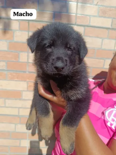 Filhote rottweiler, A fofura que você estava procurando está aqui!