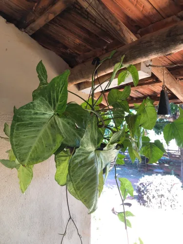 Planta