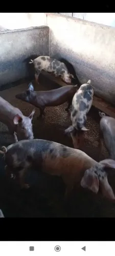 Porco leitão caipira 