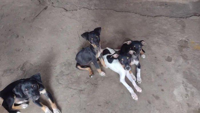 Estou doando 4 cachorras lindas sem raça definida para pessoas responsável.