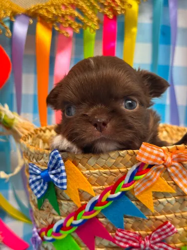 Filhote  chihuahua 