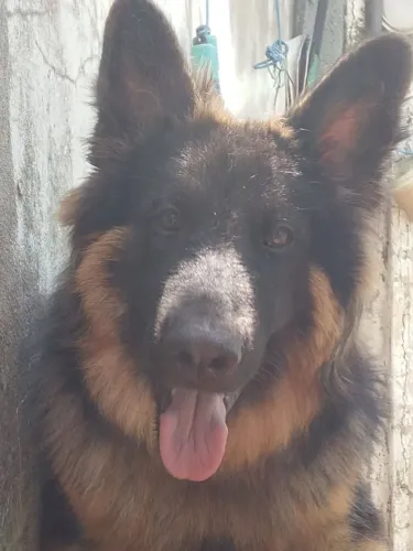 Cachorro Pastor Alemão