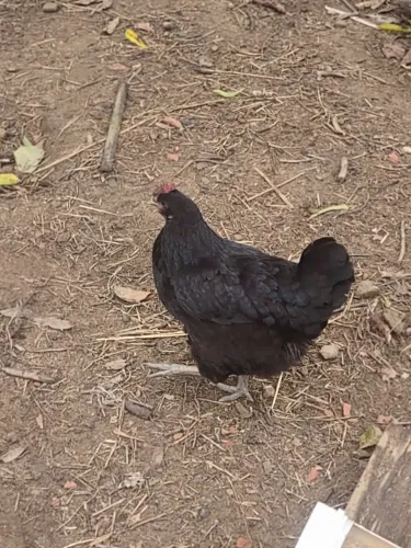 Vendo essa Galinha