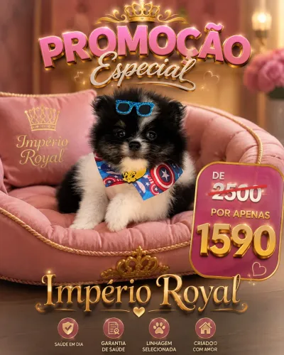 Spitz Alemão Lindo com vacina importada! Especial Promoção